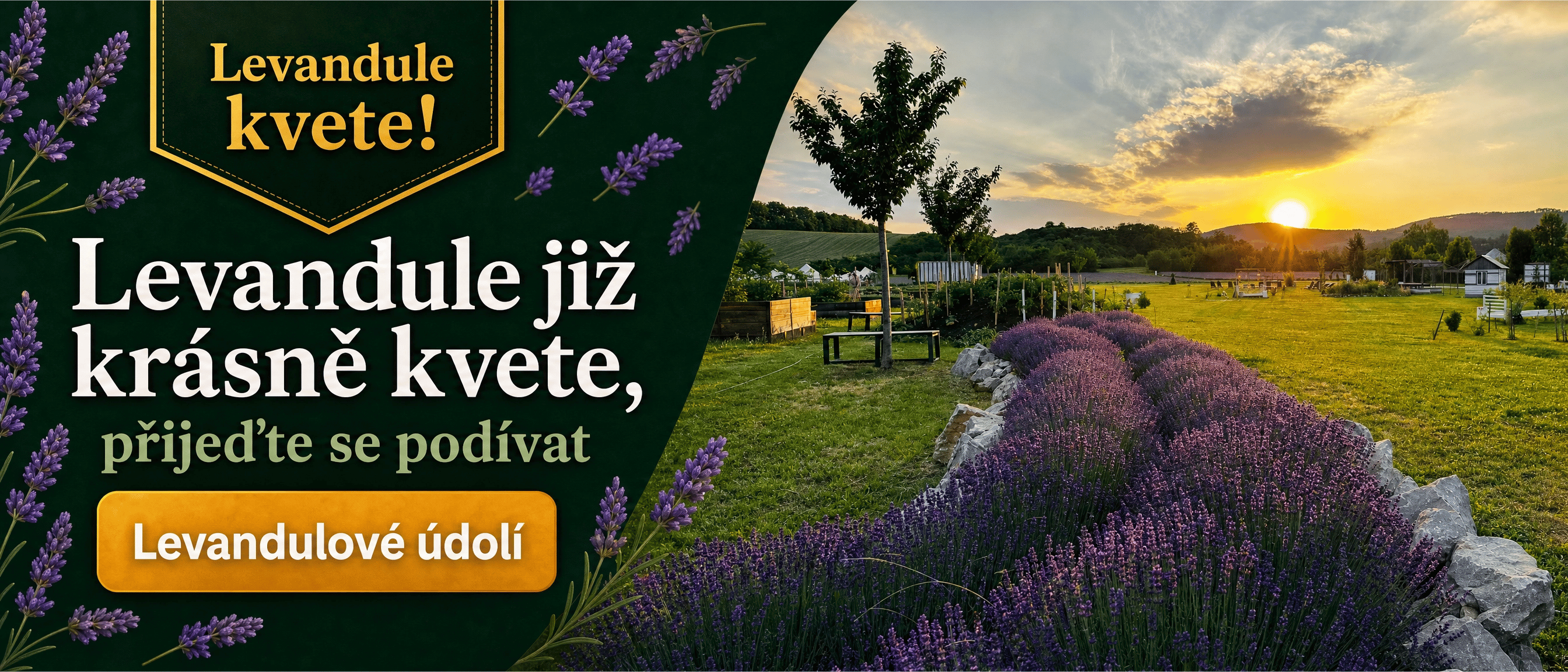 Levandule již kvete