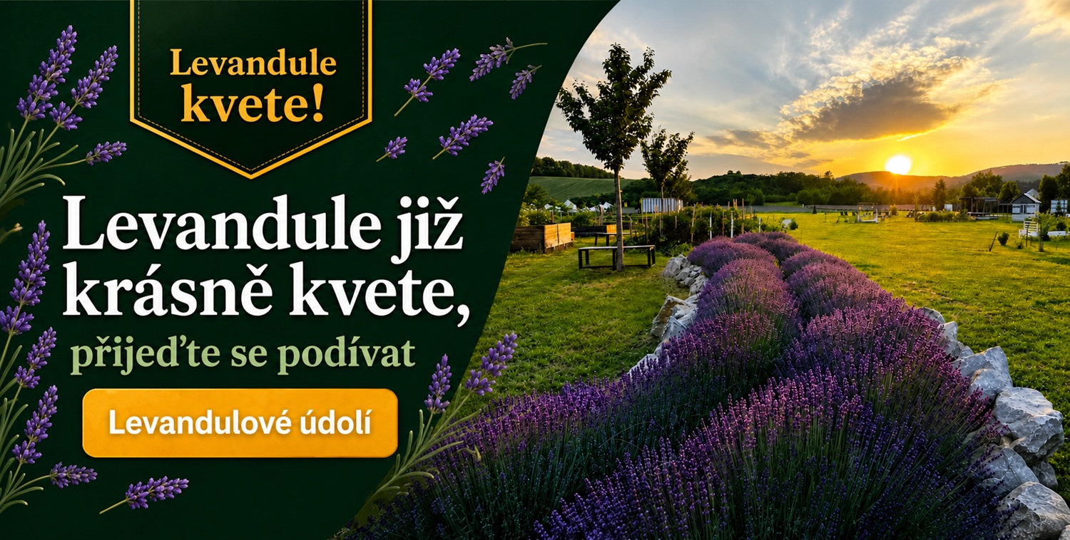 Levandule již kvete