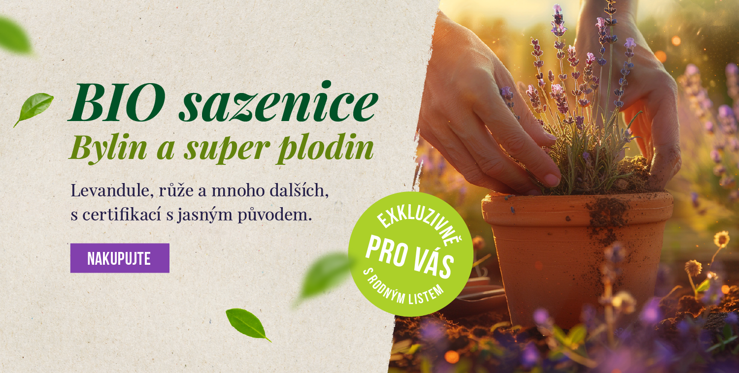 sazenice
