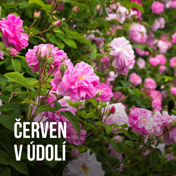 Červen v údolí