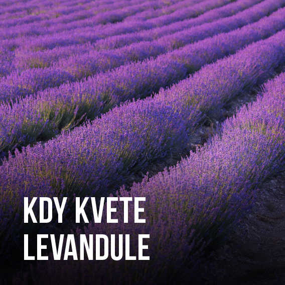 Kdy kvete Levandule