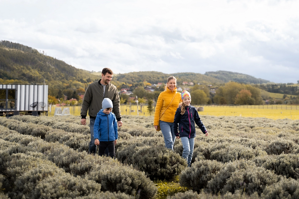 November in Lavender Valley