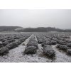 Divine weekend in ORGANIC Lavander valley