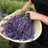 BIO Lavandula Bohemia® 5