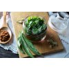 BIO Jitrocel kopinatý Plantago lanceolata SAZENICE 3
