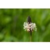 BIO Jitrocel kopinatý Plantago lanceolata SAZENICE 4