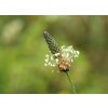 BIO Jitrocel kopinatý Plantago lanceolata SAZENICE 7