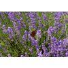 Lavender 2