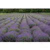 Lavender field 3