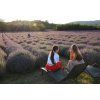 Lavender field