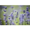 1172 3 lavender 40 optimized