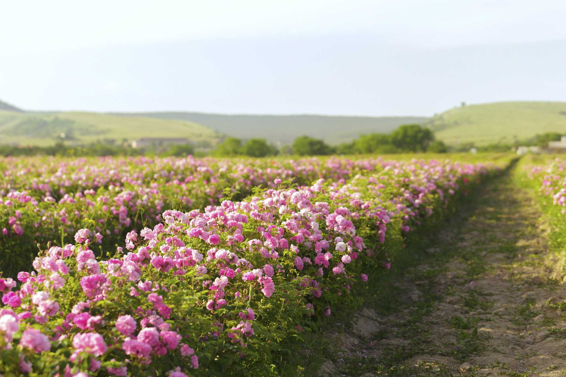 Unique 5000 organic roses from Kazanlak can be found NEW in the Lavender Valley