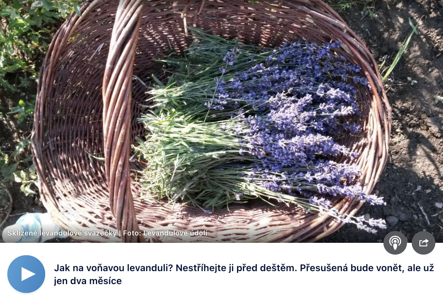 Ako na voňavú levanduľu? Nestrihajte ju pred dažďom. Presušená bude voňať, ale už len dva mesiace