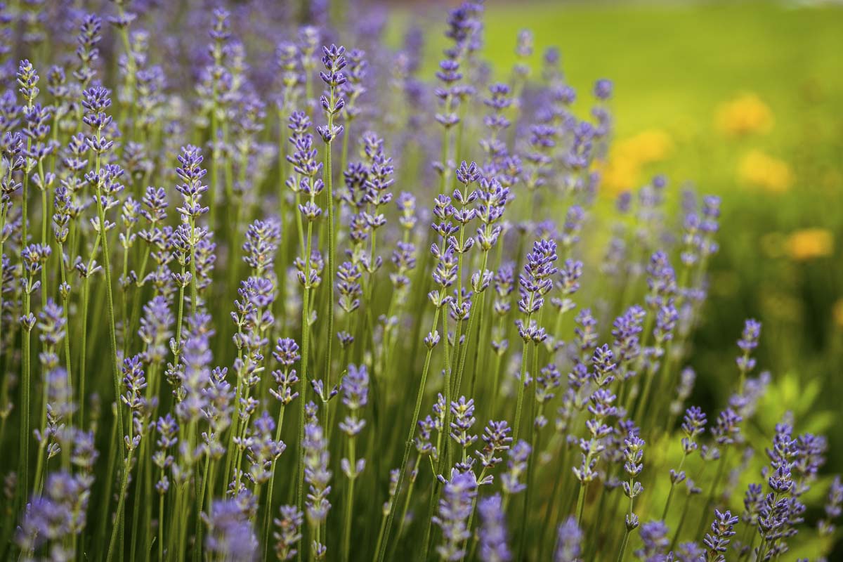 Uses of lavender and its effects