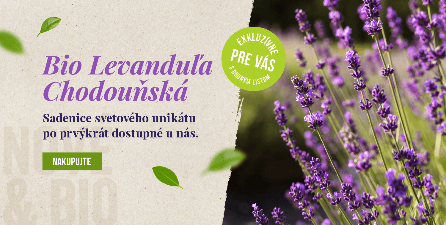 SAZENICE levandule