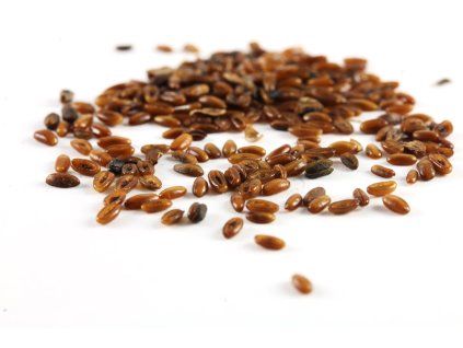 BIO Jitrocel kopinatý Plantago lanceolata SAZENICE
