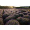 Cabin accomodation with Organic Lavandula Bohemia aromatherapy