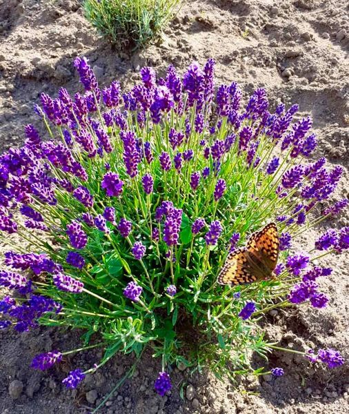 Sociální a environmentální principy Levandulovny