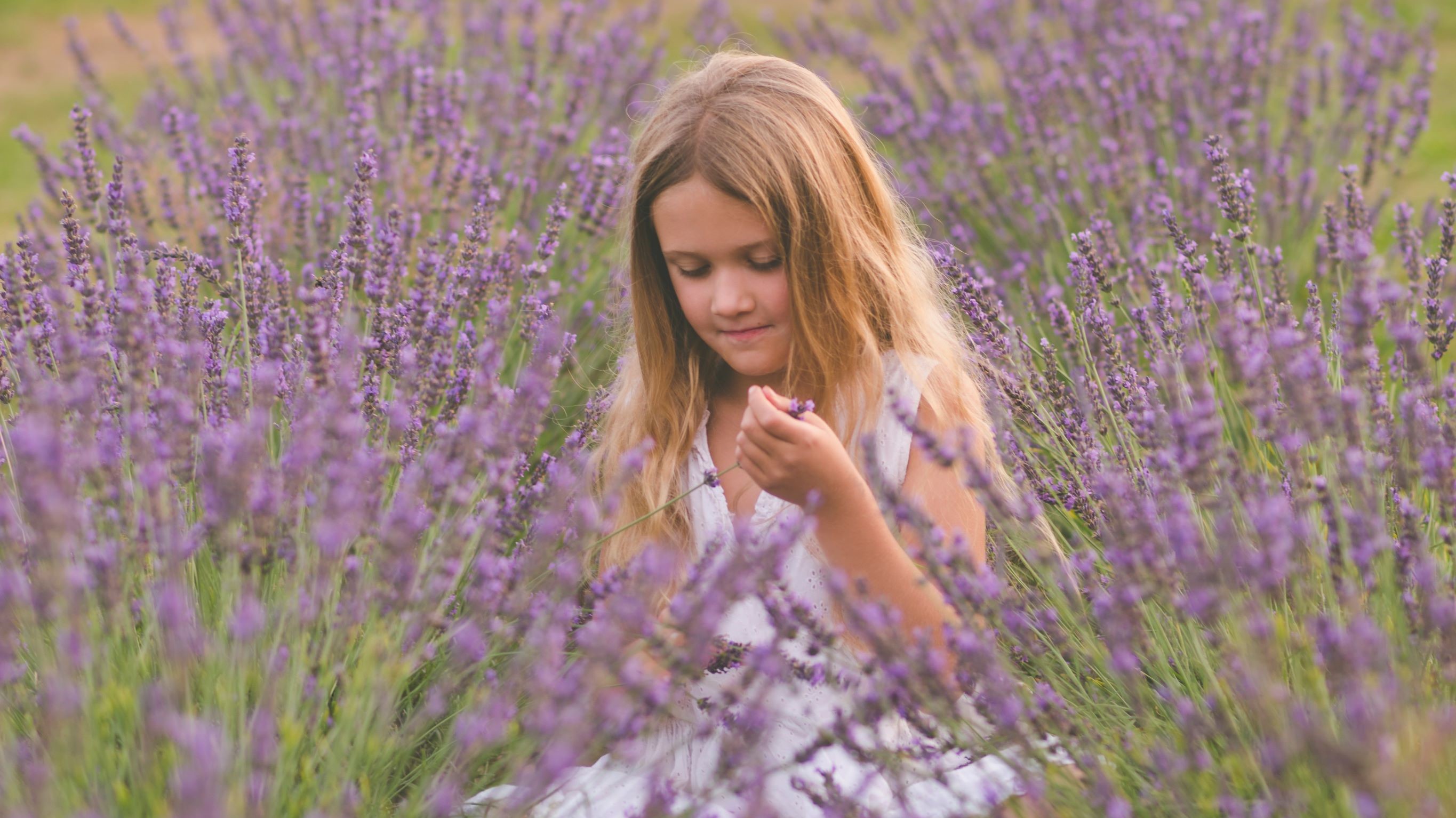 O blahodárných účincích levandule