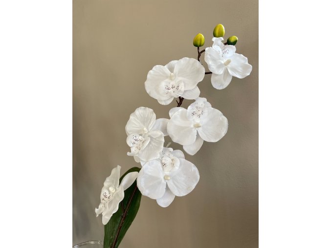 Orchidea bílá