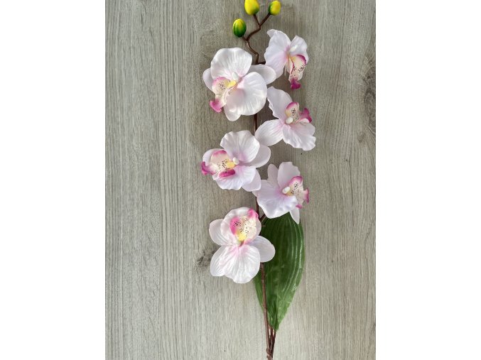 Orchidea růžová
