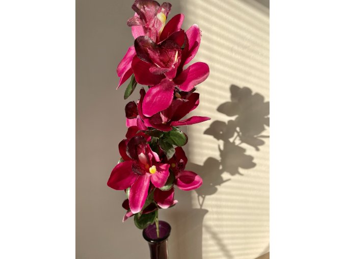 Orchidea