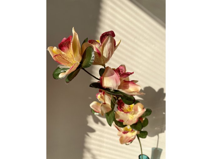Orchidea oranžovovínová