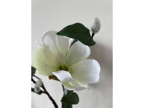 Magnolie a kočičky