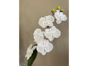 Orchidea bílá