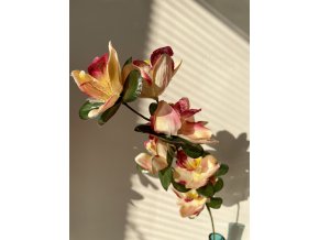 Orchidea oranžovovínová