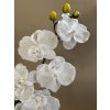 Orchidea bílá