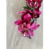 Orchidea