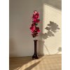 Orchidea