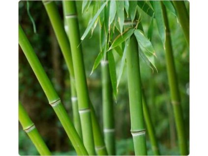 Bambus-Phyllostachys Pubescens /10 SEMEN/