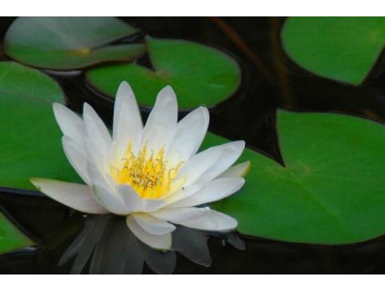 LOTOS INDICKÝ BÍLÝ NELUMBO WHITE /2SEMENA/ - Nelumbo nucifera