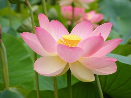 LOTOS SVĚTLE RŮŽOVÝ NELUMBO LIGHT PINK /2SEMENA/ - Nelumbo nucifera