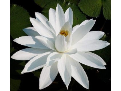 LEKNÍN BÍLÝ NYMPHAEA WHITE NIGHT /10 SEMEN/ - Nymphaea Juno