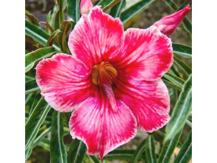 ADENIUM OBESUM HUNTER /5 semen/