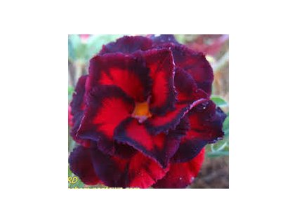 ADENIUM OBESUM BLACK BIRD /5 semen/