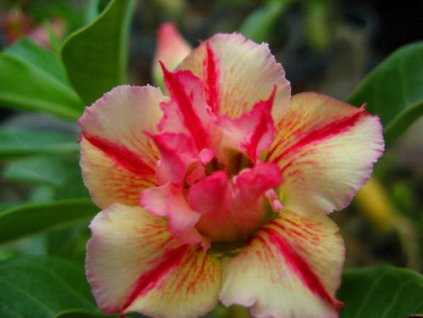 ADENIUM OBESUM RAINBOW /5 semen/