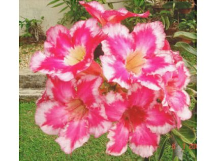 ADENIUM OBESUM FIRE OF LOVE /5 semen/