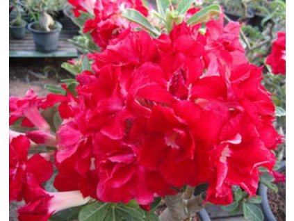 ADENIUM OBESUM STRAWBERRY /5 semen/