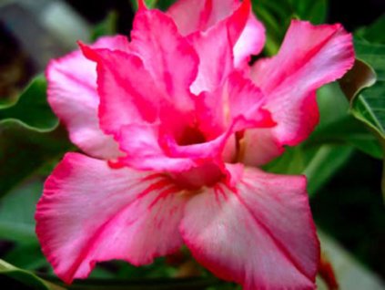 ADENIUM OBESUM JAOWPAYA /5 semen/