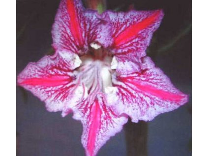 ADENIUM OBESUM DANCE OF BUTTERFLY /5 semen/