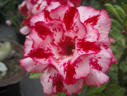 ADENIUM OBESUM CHOKRUSSAME /5 semen/