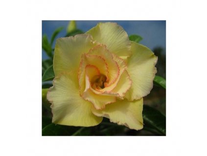 ADENIUM OBESUM MAITHONG /5 semen/