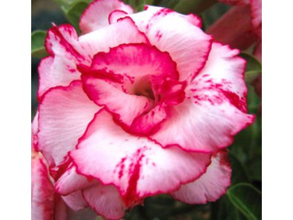 ADENIUM OBESUM LADY GAGA /5 semen/