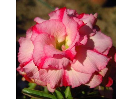 ADENIUM OBESUM WANIDA /5 semen/