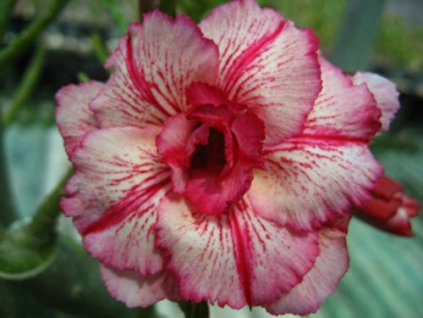 ADENIUM OBESUM LAITHAI /5 semen/