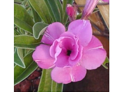 ADENIUM OBESUM DOUBLEDELIGHT /5 semen/